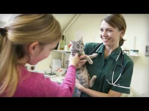 Videó: Szükségük van a macskáknak rendszeres ellenőrzésekre?