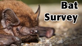 Norfolk Bat Survey - an introduction