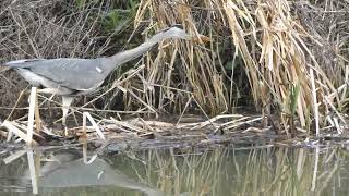 Heron catching fish