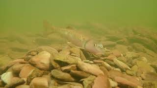 River Chub Making a Nest