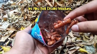 mencari jajan snack Jetz di balik daun kering dan menikmatinya