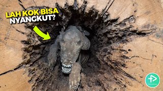 Anjing ini Terjebak di pohon Selama 20 tahun, Lihat Apa yang terjadi Padanya...