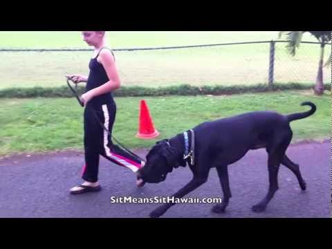 celia walking chance em a former wildman great dane mastiff mix