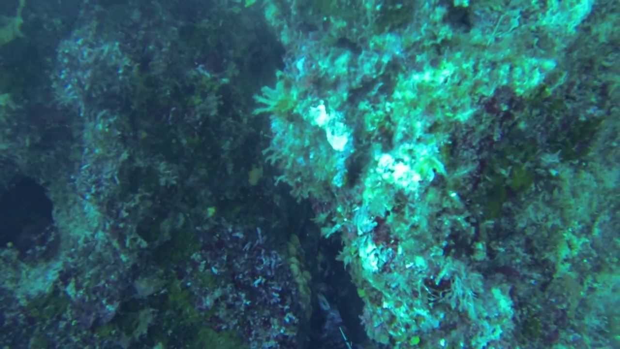 Spearfishing Sargos in Greece 2013