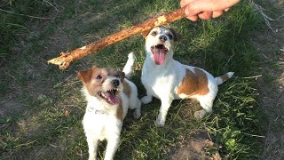 Active Jack Russell Terriers for a walk! Funny dogs play with a stick by Hilda 59,765 views 1 year ago 5 minutes, 35 seconds