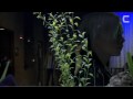 CINEMA BIZARRE - CBTV 15 - RESPONDING AGAIN
