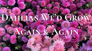 Our Favorite Dahlias for Cut Flowers | 10 Varieties We’d Grow Again and Again!