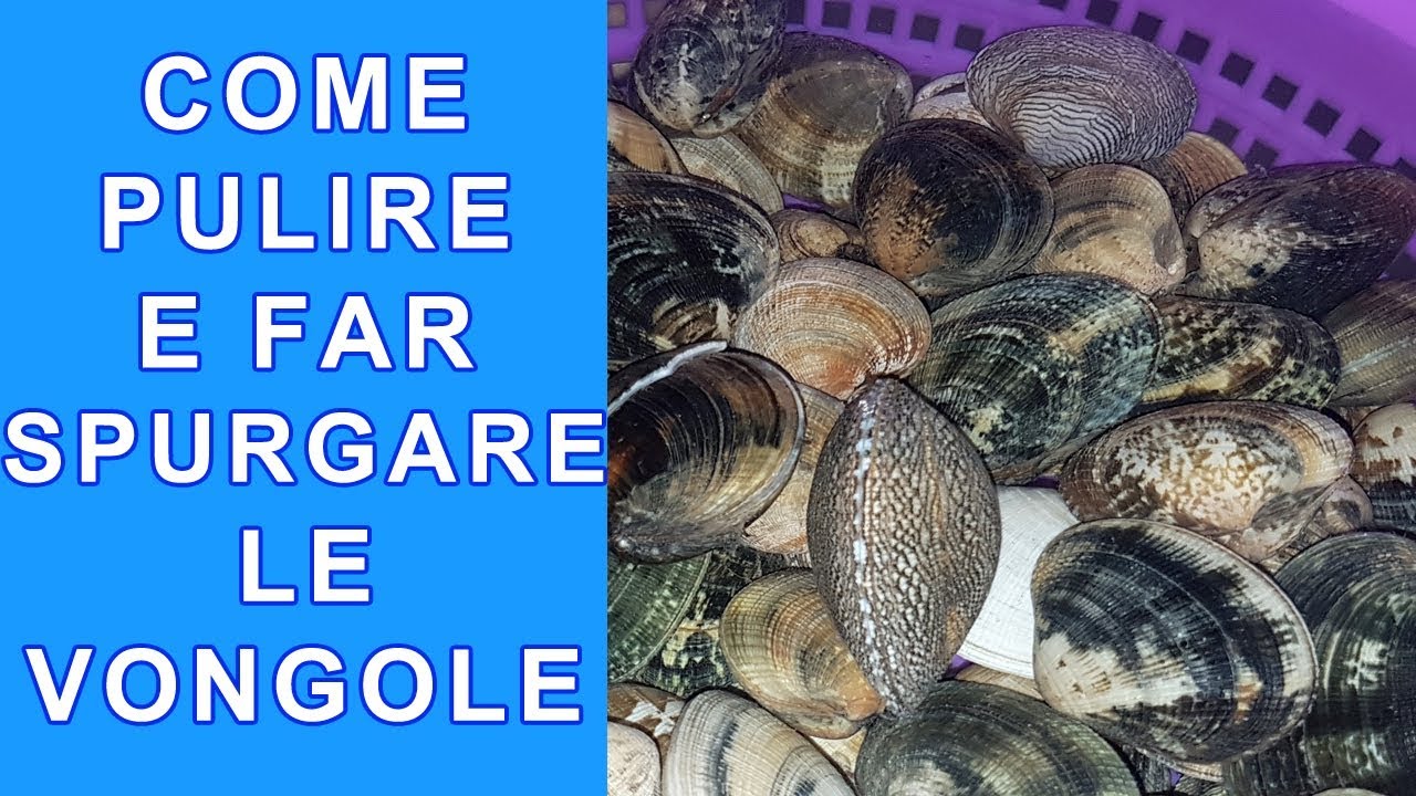 COME SPURGARE LE VONGOLE, PULIRLE BENE APRIRE E TOGLIERE LA SABBIA