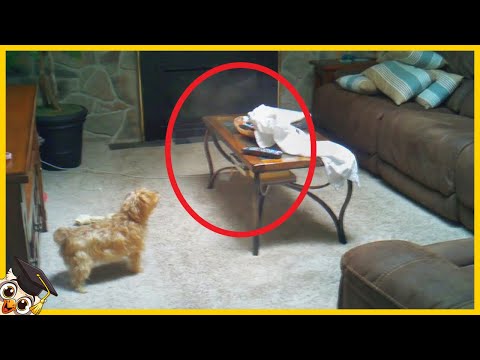 Video: De geest van een hond