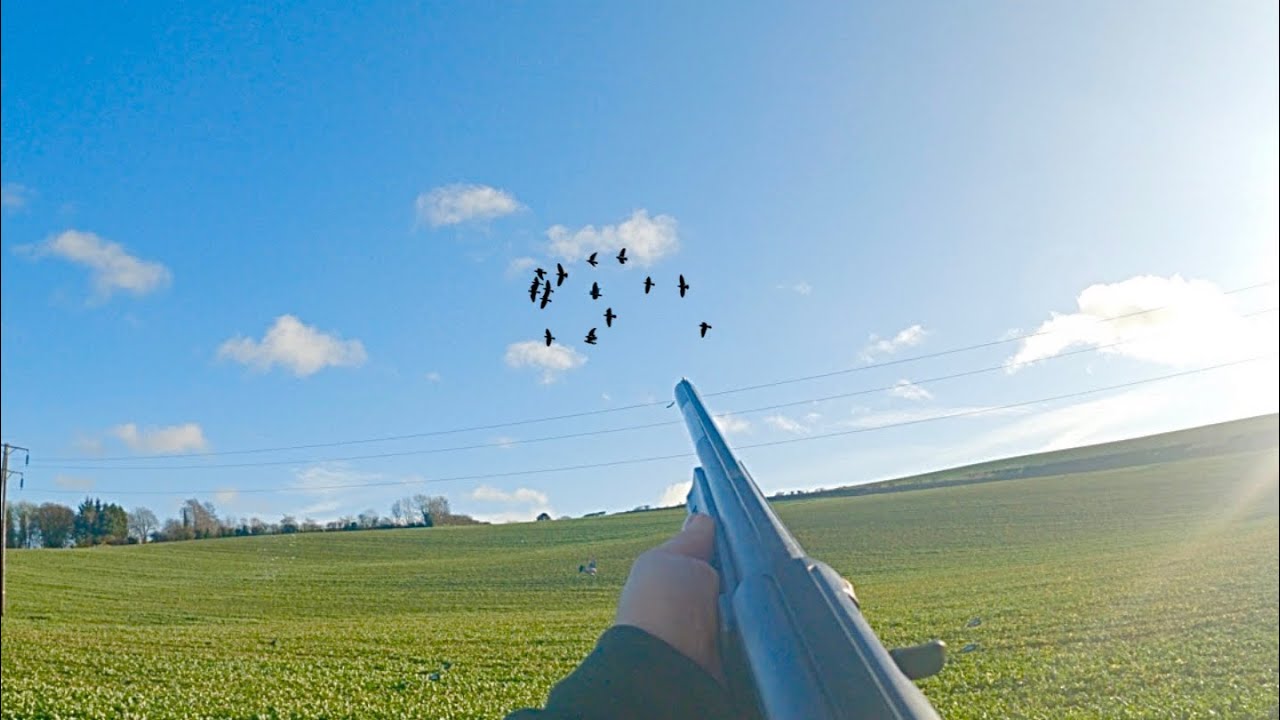 Pigeon Shooting On OSR 2023 - 30 Birds