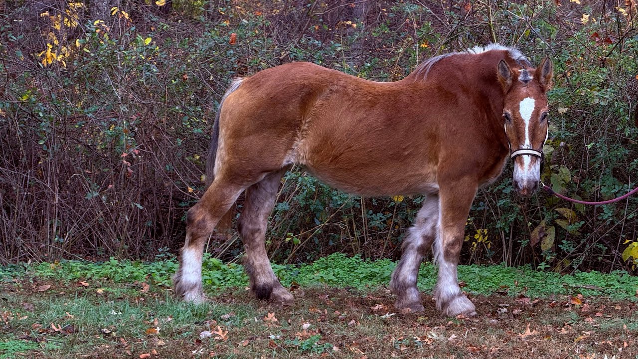 𝑺𝑶𝑳𝑫    “Daisy” 