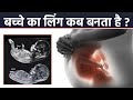 Pregnancy Me Baby Gender Kab Banta Hai | In Which Week Of Pregnancy Baby Gender Determined | Boldsky