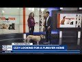 Furever Friday: Izzy looking for a forever home
