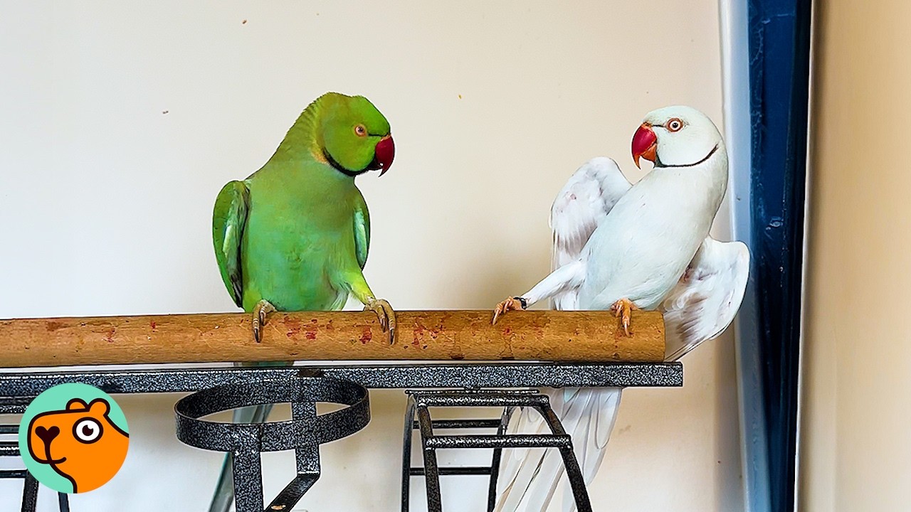 Parrot Brothers Annoyed Each Other Until One Day... | Cuddle Buddies ...