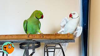 Parrot Brothers Annoyed Each Other Until One Day... Cuddle Buddies