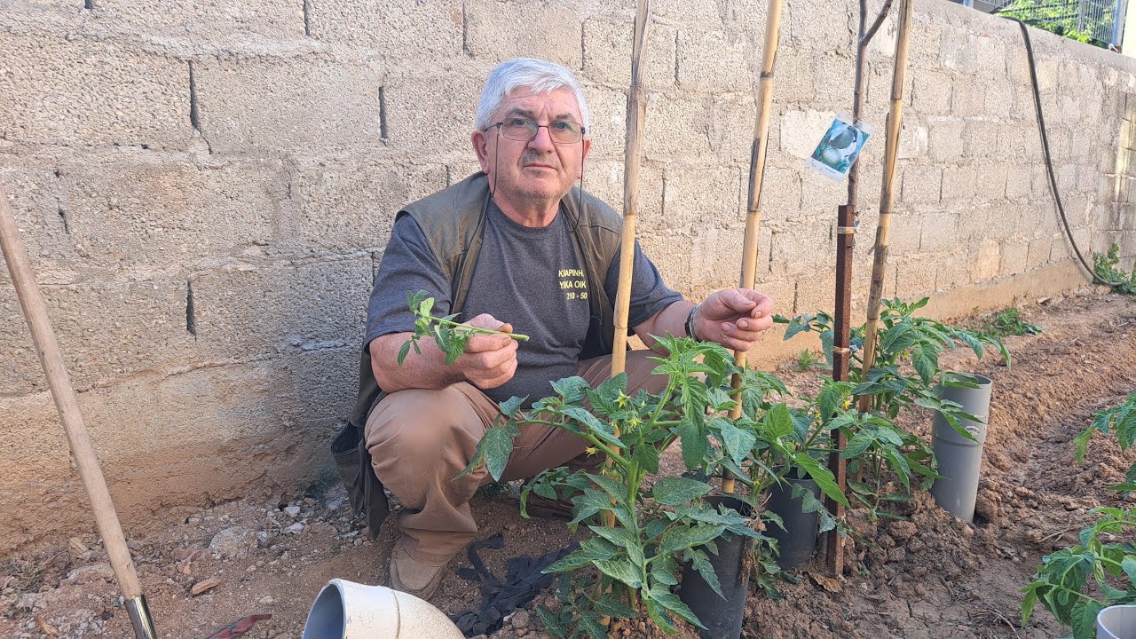 Πώς κλαδεύω τις ντομάτες, πότισμα και περιποίηση και στα άλλα φυτά.