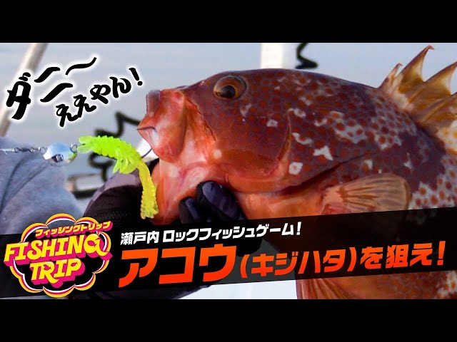 Rockfish] Aim for grouper! Enjoy the Setouchi night game with