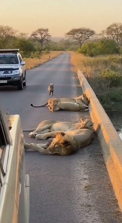 Wild Comedy Encounter 😂 Lion vs Warthog