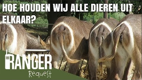 HOE HOUDEN WIJ ALLE DIEREN UIT ELKAAR? | Ranger Request