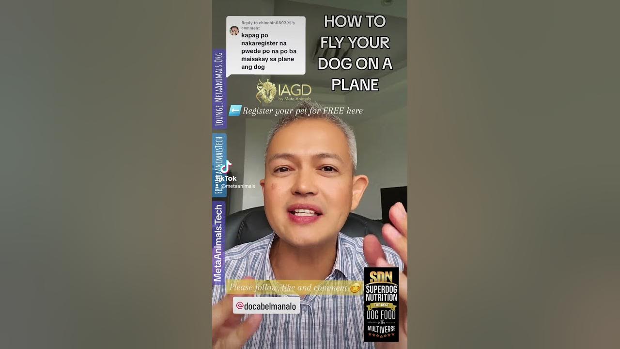 How To Fly Your Dog To Europe