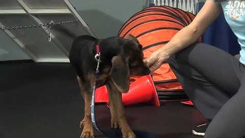 Puppytickle Training and Behavior "Loading The Clicker"