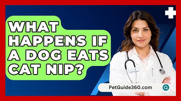 What Happens If A Dog Eats Cat Nip? - PetGuide360.com