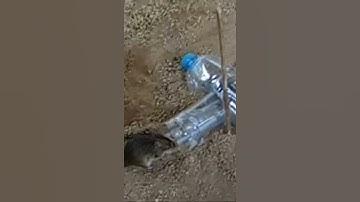 Easy and Simple Plastic Bottle Mouse Trap | DIY Homemade Mouse Trap Part 03