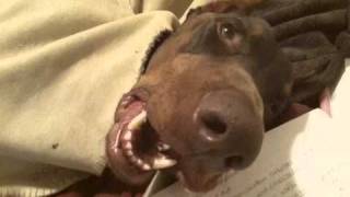 My Doberman Ate... Er... Slept On My Homework
