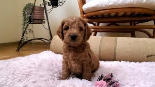 Adorable Puppy Oscar's 5 Weeks Milestone Update | Cute Puppy Growth