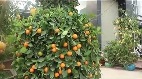 Lạ mắt cặp quất dáng lọ lộc bình khổng lồ rao bán 8 triệu đồng