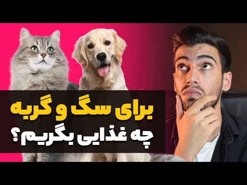 تصویری: برای تغذیه یک بچه گربه بهتر است: غذای طبیعی ، غذای خشک و مرطوب آماده ، غذاهایی که می توانید و نمی توانید ، قوانین تغذیه ، چند بار در روز