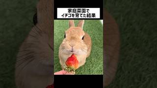 うさぎの為に家庭菜園でイチゴを育てた結果