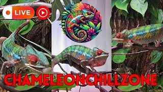 Chameleon Chill Zone 🦎 | 24/7 Panther Chameleon Live Stream with Relaxing Jungle Music screenshot 5