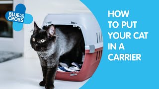 How To Put Your Cat In A Carrier | Blue Cross