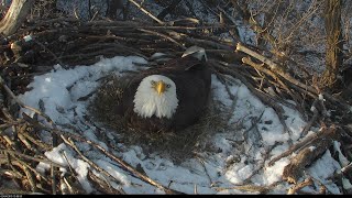 Nongame Wildlife EagleCam