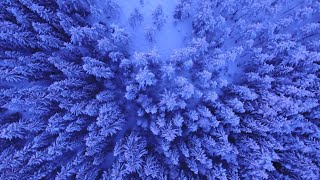 Blue Snow Tree Free Video footage 2020 screenshot 5