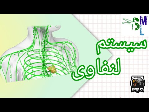 lymphatic system / سیستم لنفاوی