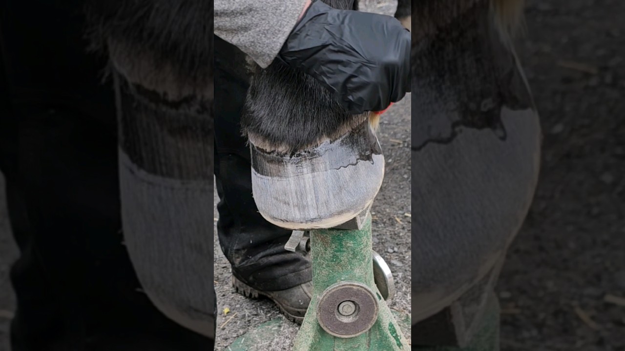 Hoof Trim using Power Tools Satisfying Horse Hoof Repair 