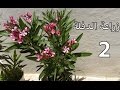 زراعة الدفلة  |  التفلة |  2  |