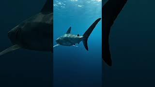 You Are Not Alone in the Atlantic… 🦈 | Shark POV Encounter