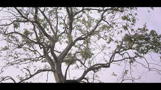 Novit And Prathiba Pre Wedding Chaturved Photography