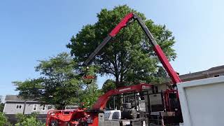 Busy Beaver Tree Service In Action