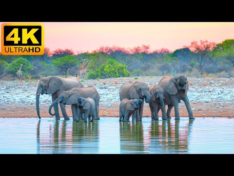 4K African Wildlife:
