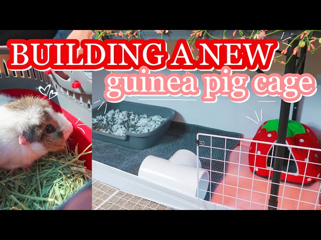 DIY and C&C Cages for Guinea Pigs: Build Your Own! - Squeak Dreams