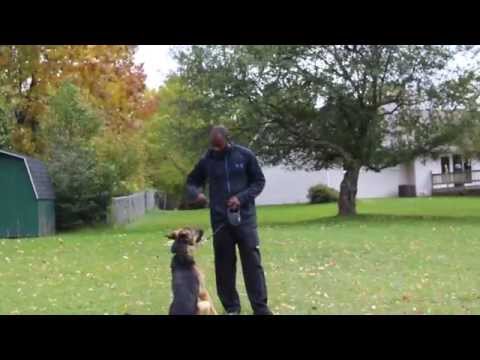 e-collar-recall-phase-one-|-majors-academy-dog-training-and-rehabilitation