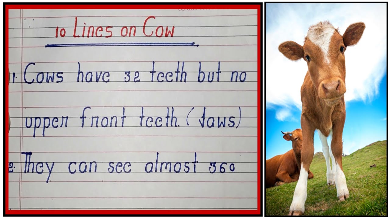 10 Unique Lines on Cow in English | Cow Best Essay in English Writing ...