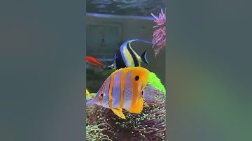 ومن أعرض عن ذكرى فإن له معيشة ضنكا 😓💔 |حالات واتساب تلاوات قرآن|حالات قرآنيه| سورة طه |حالات قرآن