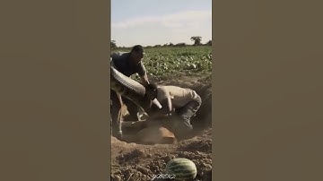 Two men are trying to rescue a lion from a giant python in a field 😱 #youtubeshorts