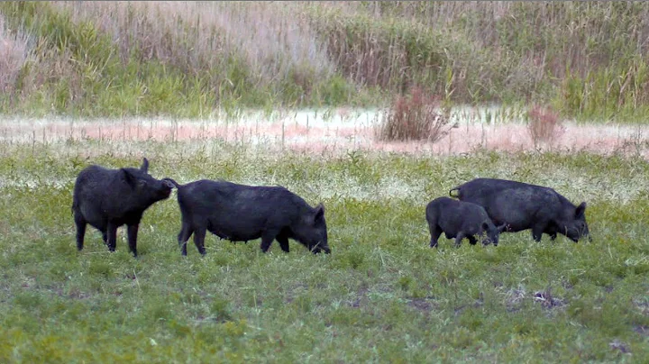 Bowhunting Feral Pigs Australia - Floodplains Boar - Twin Elements #Throwbacks