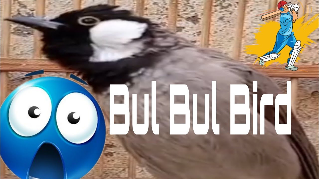 👌 Bul Bul Natural sound 👍 Bulbul 
